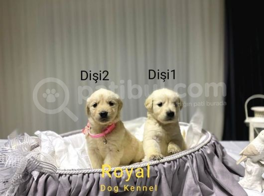Safkan A Kalite Baby Face Golden Retriever Yavrularımız görsel