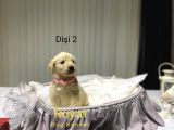 Safkan A Kalite Baby Face Golden Retriever Yavrularımız