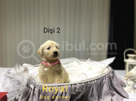 Safkan A Kalite Baby Face Golden Retriever Yavrularımız görsel
