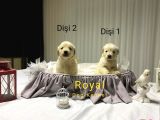 Safkan A Kalite Baby Face Golden Retriever Yavrularımız