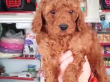 Red Toy Poodle Yavrular