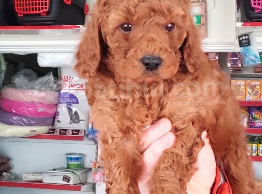 Red Toy Poodle Yavrular görsel