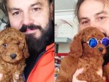 Red Toy Poodle Yavrular
