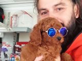 Red Toy Poodle Yavrular