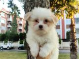 Maltesse Terri̇er