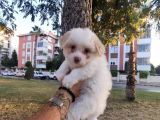Maltesse Terri̇er