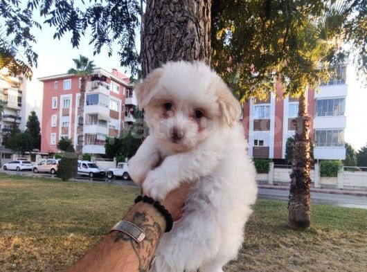 Maltesse Terri̇er görsel