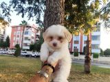 Maltesse Terri̇er