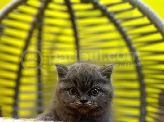 Erkek Dişi Top Kafa British Shorthair