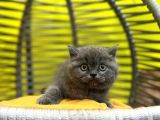 Erkek Dişi Top Kafa British Shorthair