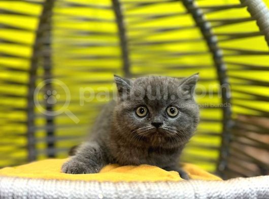 Erkek Dişi Top Kafa British Shorthair görsel