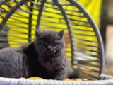 Erkek Dişi Top Kafa British Shorthair