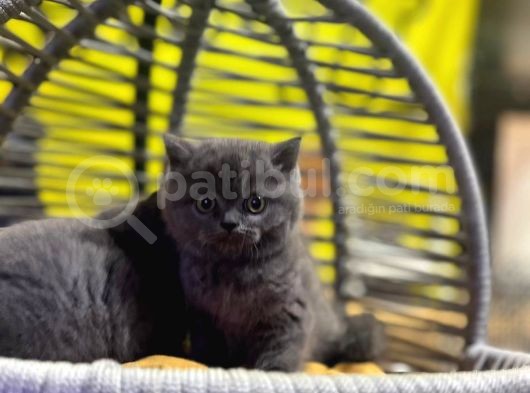 Erkek Dişi Top Kafa British Shorthair görsel