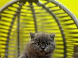 Erkek Dişi Top Kafa British Shorthair