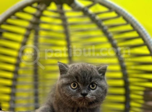 Erkek Dişi Top Kafa British Shorthair görsel