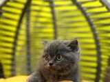 Erkek Dişi Top Kafa British Shorthair
