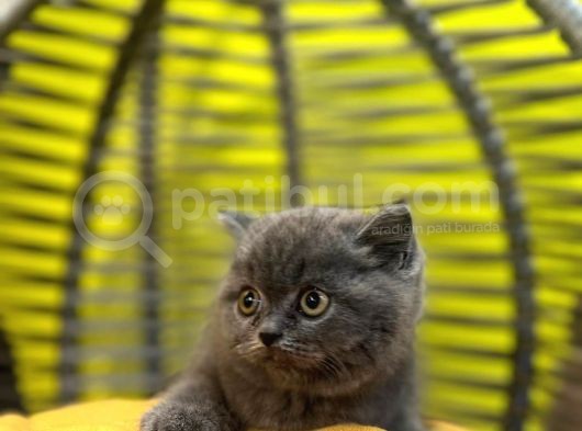 Erkek Dişi Top Kafa British Shorthair görsel