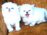 Show Kalite British Shorthair Yavrular Erkek Ve Dişi