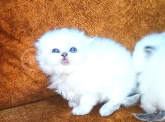 Show Kalite British Shorthair Yavrular Erkek Ve Dişi görsel