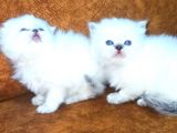 Mükemmel Kalite Sıfır Burun British Longhair