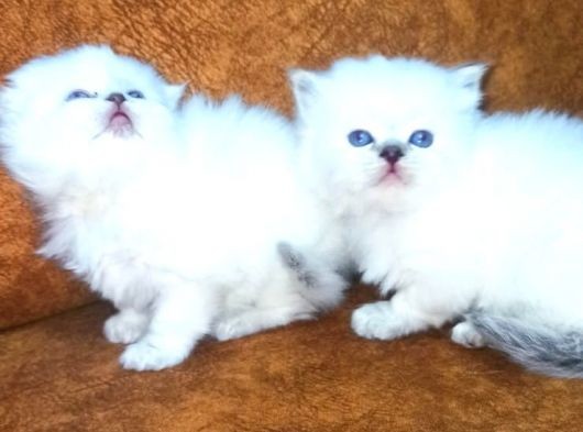 Mükemmel Kalite Sıfır Burun British Longhair görsel
