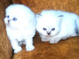 Show Kalite British Shorthair Yavrular Erkek Ve Dişi