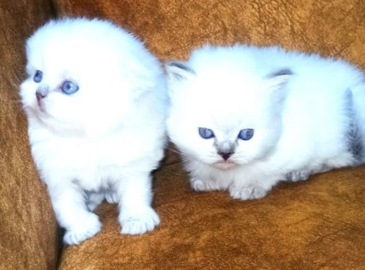 Show Kalite British Shorthair Yavrular Erkek Ve Dişi görsel