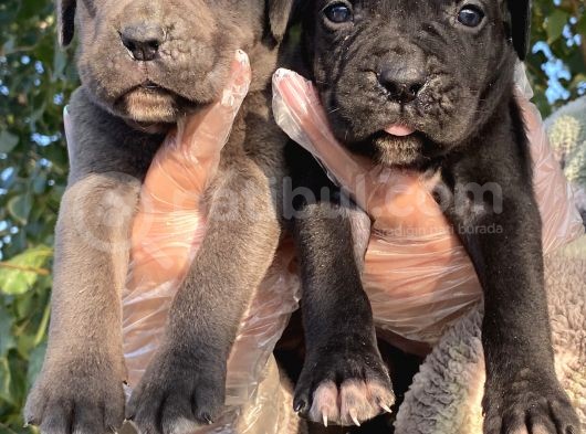Yavru Siyah Ve Blue Cane Corso görsel