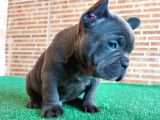 Erkek Güzeli̇ French Bulldog Blue Yavrularimiz