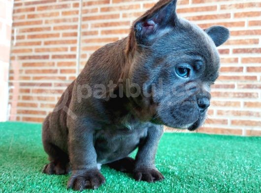 Erkek Güzeli̇ French Bulldog Blue Yavrularimiz