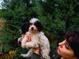Si̇yah Beyaz Malti̇poo Yavrularimiz