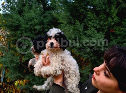 Si̇yah Beyaz Malti̇poo Yavrularimiz görsel