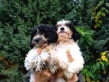 Si̇yah Beyaz Malti̇poo Yavrularimiz