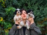 Beşi̇ktaşli Maltipoo Yavrularimiz Pet Pasaportlu
