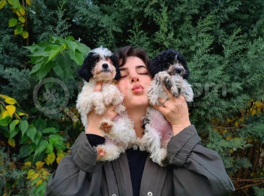 Beşi̇ktaşli Maltipoo Yavrularimiz Pet Pasaportlu görsel