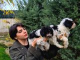 Beşi̇ktaşli Maltipoo Yavrularimiz Pet Pasaportlu