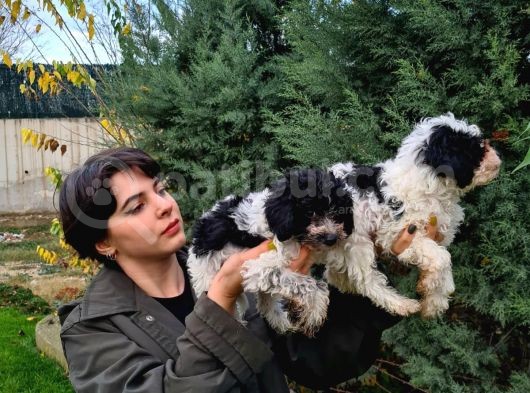 Beşi̇ktaşli Maltipoo Yavrularimiz Pet Pasaportlu görsel