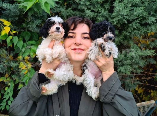 Beşi̇ktaşli Maltipoo Yavrularimiz Pet Pasaportlu