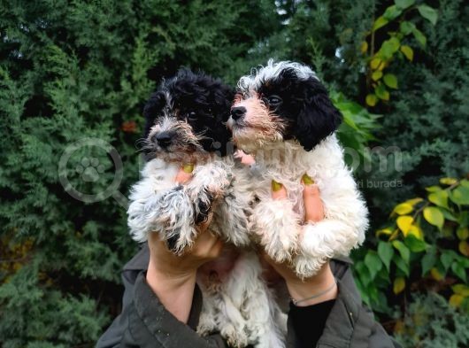 Görülmeye Değer Mi̇kroçi̇pli̇ Malti̇poo Yavrularimiz görsel