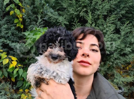 Görülmeye Değer Mi̇kroçi̇pli̇ Malti̇poo Yavrularimiz