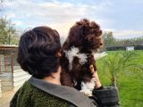 Mantar Avcilari Lagotto Romagnolo