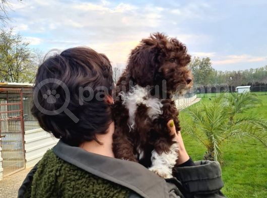 Mantar Avcilari Lagotto Romagnolo görsel