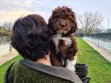 Mantar Avcilari Lagotto Romagnolo