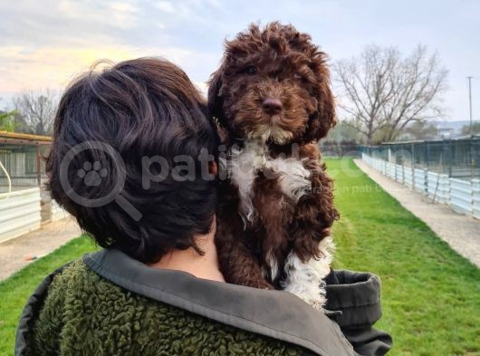 Mantar Avcilari Lagotto Romagnolo