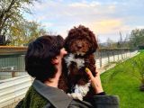 Lagotto Romagnolo Irk Ve Sağlik Garanti̇li̇