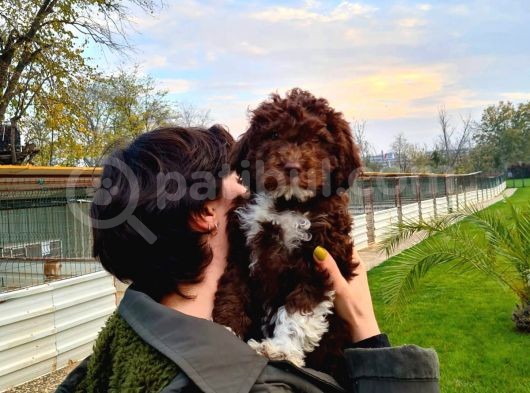 Lagotto Romagnolo Irk Ve Sağlik Garanti̇li̇