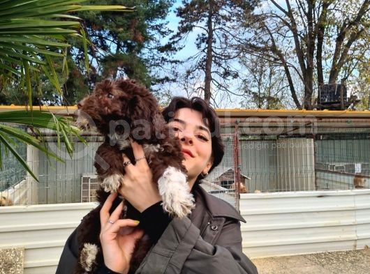 Mantar Avcilari Lagotto Romagnolo görsel