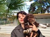 Lagotto Romagnolo Irk Ve Sağlik Garanti̇li̇