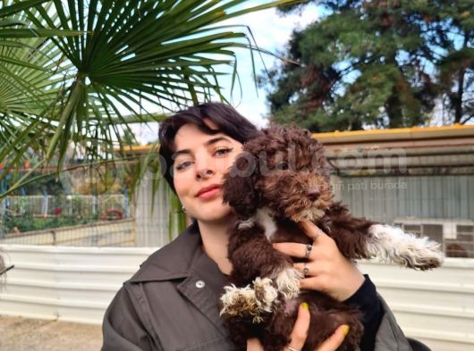Lagotto Romagnolo Irk Ve Sağlik Garanti̇li̇ görsel