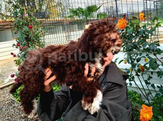 Hari̇ka Kali̇tede Lagotto Romagnolo Chocolate görsel